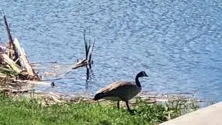Chickakoo lake recreation area hike