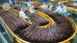 How Millions of Vanilla Beans Are Harvested and Processed &ndash; Inside the Vanilla Ice Cream Industry