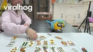 Macaw Impressively Counts Cards  || ViralHog