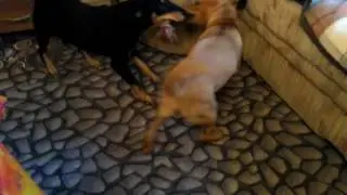 Hundefreundschaft