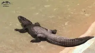 Río Safari Elche 2023