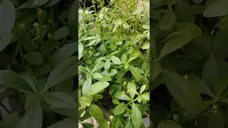 Join me and Kamara in this beautiful adventure of harvesting waterleaf from our mini garden.