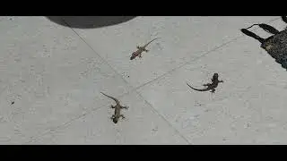 House Gecko Lizard Hunting insect🦎🦗 A  gluttonous house lizard - house gecko #animals #Lizard #Gecko