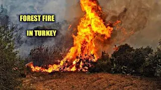 TURKEY FOREST FIRE 🔥/ SAD 😿 STATUS IN TAMIL