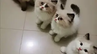 My Supercute Munchkin Kitten Grow up