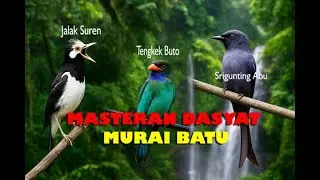 INI DIA MASTERAN AMPUH KICAU MANIA!!! UNTUK MURAI BATU TROTOL,MURAI BATU PASTOL