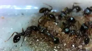 Ants, ants, ants, ants, ect.