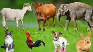 Adorable Farm Animals: Lamb, Calf, Cat, Dog, Piglet, Goat, Bunny, Horse, Chicken &ndash; Animal Sounds