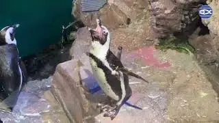 Penguins Vocalizations!