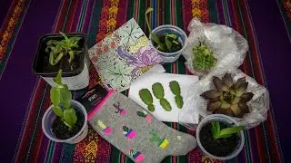 My AMAZING Cacti and Succulent Plants Gifts Unboxing