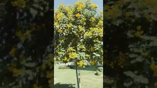 Nature&rsquo;s way of smiling 💛 Yellow blooms in perfect sunlight 🌼
