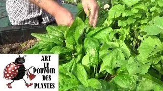 potager: &Eacute;pinard G&eacute;ant d'Hiver: Conseils jardinage: Comment faire un  semis,  culture, r&eacute;colte