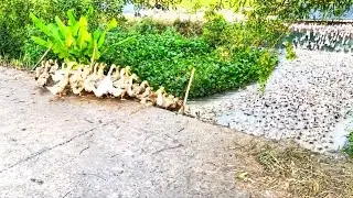 Ducks return to the farm - Vietnam rural scene 2024
