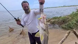 Pescaria de robalo gigante em iguape