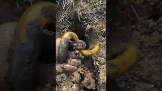 Best Eel Fishing 2021 / Best Eel Catching 2021 Catch eel #outdoors #eel #boy #foryou