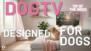 The Science Behind Why This Music Calms Your Dog | DOGTV Tip Of The Week