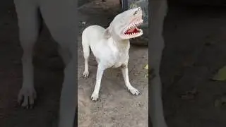You Won&rsquo;t Believe These Animals in Realistic Costumes! 😱