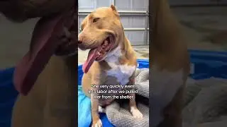 This is Summer's transformation video with us..... A lonely MaMa dog into a loving family🐾💚