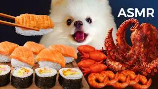 ASMR Mukbang | Yue the Pomeranian Eating Sushi, Seafood, Squid, Salmon, Octopus, Kimbap, Shrimp