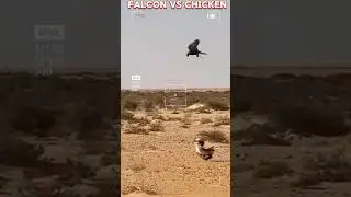 Falcon Vs chicken #trending #viral #peregrinefalcon #chiken #animals#rendigoodboy#india#animalshorts