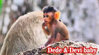 DEDE Monkey & DEVI baby playing time. #monkeyfamily #monkey #monkeyfunny #wildlife
