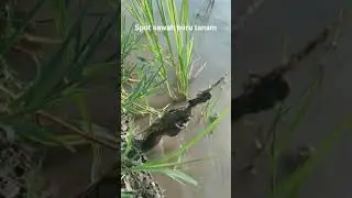 mancing belut Spot sawah yang baru tanam padi &bull; belut besar - eel fishing