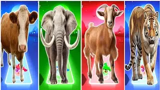 Funny Cow 🆚 Funny Elephant 🆚 Funny Goat 🆚 Funny Tigers Coffin Dance Song 🐄🐄