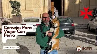 Consejos Para Viajar Con Tu Perro