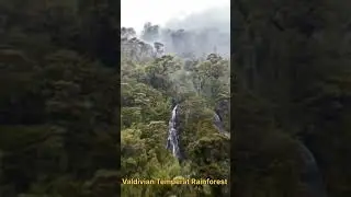 &ldquo;Top 5 Biggest Forests in the World 🌲 | Hidden Secrets of Nature