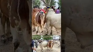 As I expected animals price was too much high at animal Market