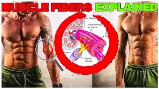 Muscle Fiber Anatomy | A Crash Course
