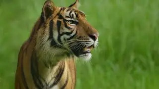On The Brink of Extinction - The Malayan Tiger X WWF Malaysia | Rimau