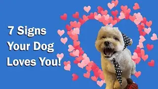 7 Signs Your Dog Loves You: Understanding Your Furry Friend's Affection 반려견이 당신을 사랑할때 보이는행동들