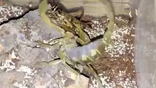Smeringurus mesaensis - Dune scorpion feeding