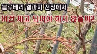 블루베리 결과지 전정에서 이건 제고 되어아 하지 않을까?(블루베리 재배, 블루베리 겨울전정, 블루베리 결과지 정리, 결과지 단축 전정)
