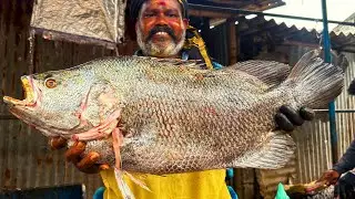 KASIMEDU SIRUTHAI DURAI KAL KODUVA FISH 🐟 CUTTING VIDEO \ CUTTING FOCUS