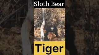 Tiger Vs Sloth Bear 🐯 🐻 / Tiger Vs Sloth Bear Tadoba / Bengal Tiger Vs Sloth Bear / #short #tiger