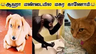 🐕🤭😝 பயங்கரமான ஆளா‌ இருக்கானே.....😂🤭🐕#viral #trending #comedy #funnyanimalvideos #funnyanimal