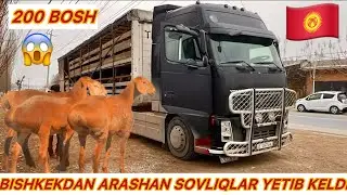 🇰🇬YANGI PARTIYA ARASHAN QOYLARIM YETIB KELDI SHOSHILING TOZALARIDAN KELDI 👍👍👍👍👍