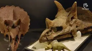 Bozeman: Museum of Rockies & Chico Hot Springs in Montana