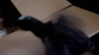 Baby Chicks doing fine! Part 2