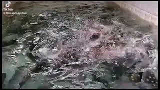 Catfish business, millions of profit . How to start a catfish business from scratch