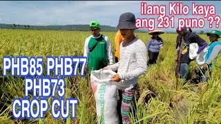 Hybrid Rice Derby Update : Crop Cut | Alamin natin kung gaano kabigat ang Isang Sako |  PHB85 PHB77