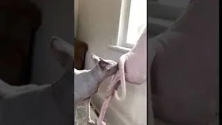 Cat Frowns After Sniffing Another Cat's Butt - 1137444