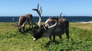Port au Choix Caribou