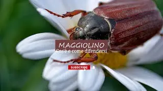 Maggiolino, cos'è e come eliminarlo dalle nostre piante