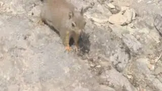 A squirrel steals my chocolate bar