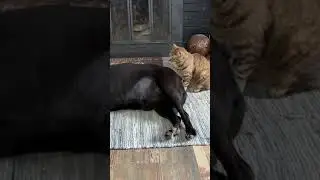 Cat bites dogs butt, dog gets tired of it and moves.
