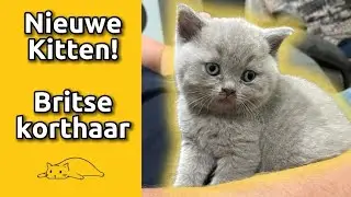 MAG IK JE VOORSTELLEN? | Britse Korthaar Kitten | Eerste dagen thuis