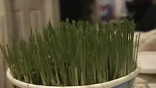 Wheat Grass Time Lapse